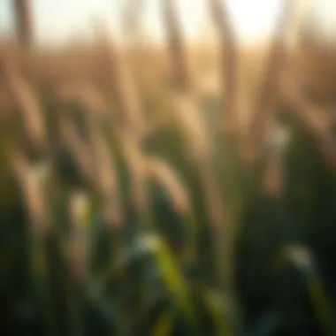 Magnificent Common Bermuda Weeds: Identification and Management Strategies