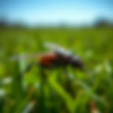 Magnificent Comprehensive Guide to Lawn Insect Control