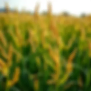 Magnificent Comprehensive Guide to Yellow Nutsedge Weed Management