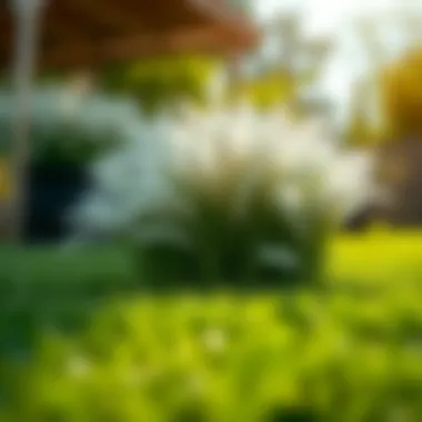 Magnificent Cost Considerations for Installing New Grass