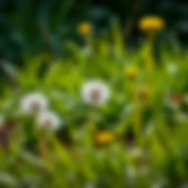 Magnificent Effective Strategies for Managing Dandelions and Crabgrass: Selecting the Best Weed Killer Magnificent Effective Strategies for Managing Dandelions and Crabgrass: Selecting the Best Weed Killer