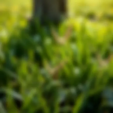 Magnificent Effective Weed Control Strategies for Lawns