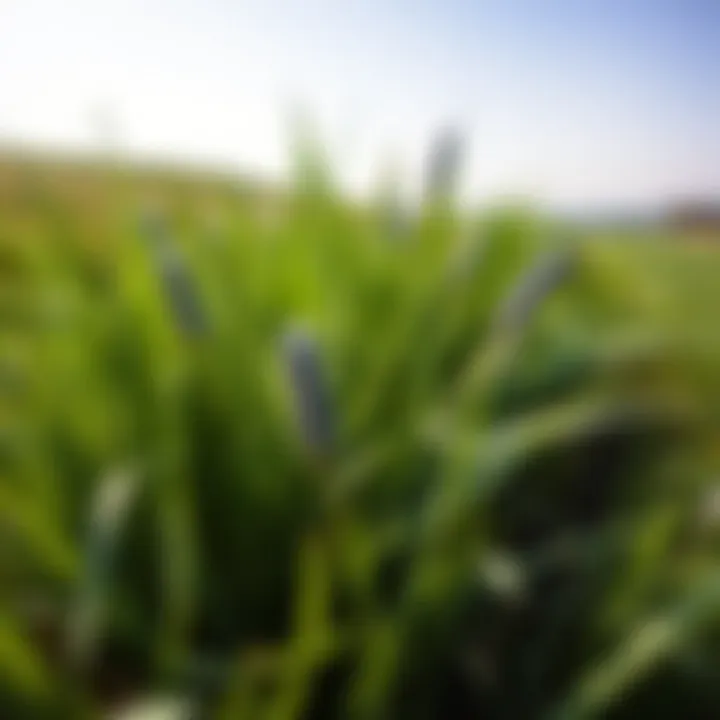 Magnificent Exploring Blue Bermuda Grass: Characteristics, Benefits, and Management