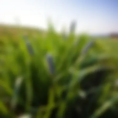 Magnificent Exploring Blue Bermuda Grass: Characteristics, Benefits, and Management Magnificent Exploring Blue Bermuda Grass: Characteristics, Benefits, and Management