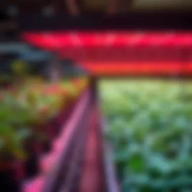 Magnificent Exploring Bulk LED Grow Lights in Agriculture and Horticulture