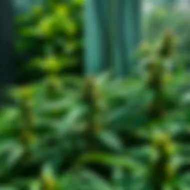 Magnificent Exploring Canna Cannazym: The Foundation for Successful Cultivation