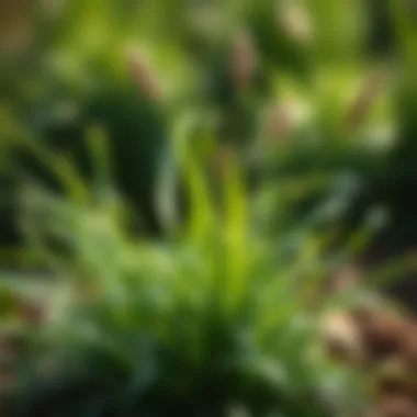 Magnificent Exploring Citrablue St. Augustine Grass Seed Magnificent Exploring Citrablue St. Augustine Grass Seed