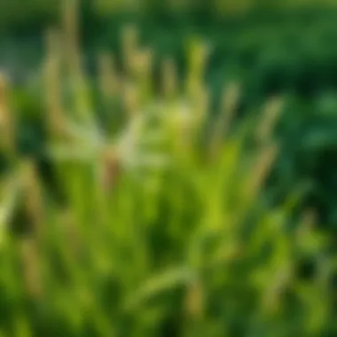 Magnificent Frequency and Best Practices for Aerating Bermuda Grass Magnificent Frequency and Best Practices for Aerating Bermuda Grass