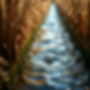 Magnificent Investing in Water: Strategies and Implications