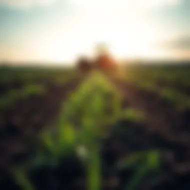 Magnificent Optimal Timing for Grass Seed Planting