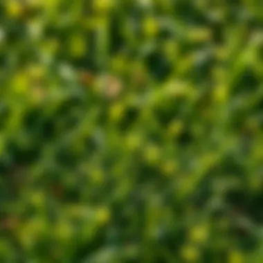 Magnificent The Experience of Lawn Textures: Exploring Grass that Mimics Carpet