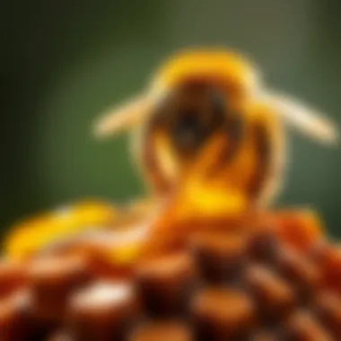 Magnificent The Multifaceted Nature of Honey Bee Honey