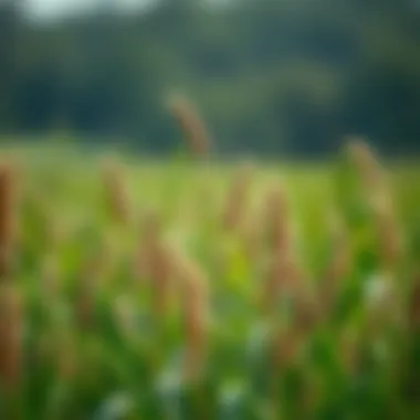 Magnificent The Role of Paraquat in Crop Management: Applications and Considerations Magnificent The Role of Paraquat in Crop Management: Applications and Considerations