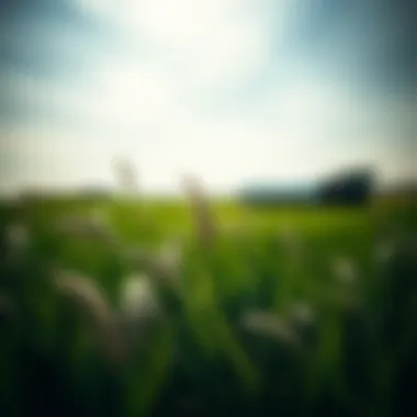 Magnificent Understanding Elite Grass: An In-Depth Exploration Magnificent Understanding Elite Grass: An In-Depth Exploration