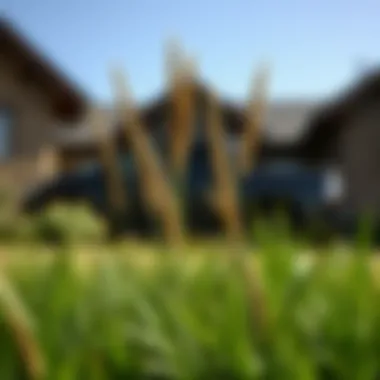 Magnificent Where to Purchase Zoysia Grass: A Comprehensive Guide Magnificent Where to Purchase Zoysia Grass: A Comprehensive Guide