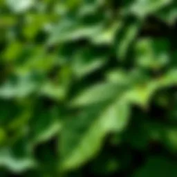 A Comprehensive Examination of English Ivy Seeds: Insights and Implications Introduction