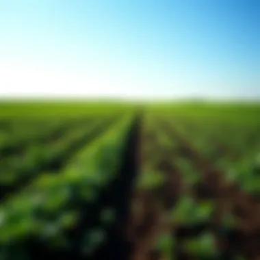 Lush Farmland Landscape A serene landscape of lush farmland under a clear blue sky