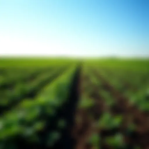 Lush Farmland Landscape A serene landscape of lush farmland under a clear blue sky