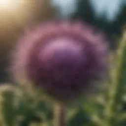 Canada thistle plant with deep roots
