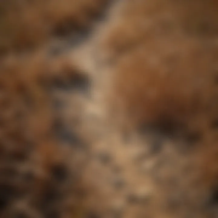 Close-up of brown grass with signs of drought stress