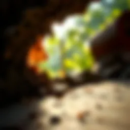 Addressing Termite Infestations in Residential Spaces Introduction