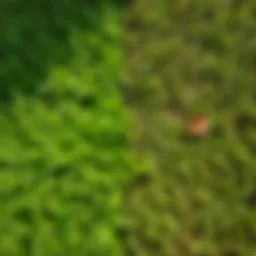 Healthy lawn contrasting with urine spots