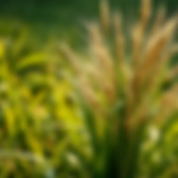Resilient Grass Varieties for Your Lawn Resilient grass varieties suitable for lawns