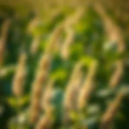 An In-Depth Examination of Cyazofamid: Implications in Agriculture and Environmental Health Introduction