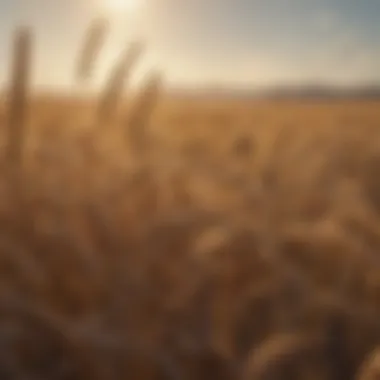 Economic Conditions and Wheat Pricing An overview of economic conditions impacting wheat pricing