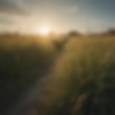 Healthy pastureland featuring thriving Bahia grass.