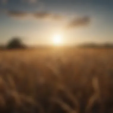 Sustainable farming practices enabled by Bayer wheat seeds