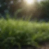 Lush green grass with water droplets showcasing absorption ability