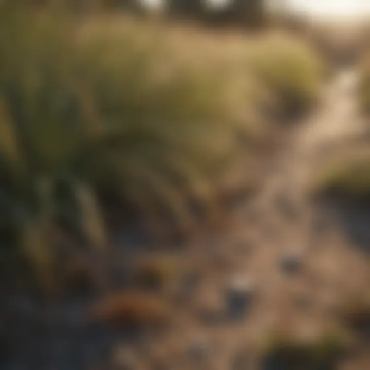 Field of native grasses contributing to erosion control