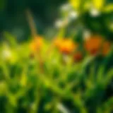 A close-up view of healthy grass treated with insecticide.