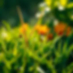 A close-up view of healthy grass treated with insecticide.