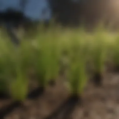 Comparison of various grass seed packets suitable for Florida's sandy areas