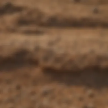 Close-up view of sandy soil texture and its characteristics