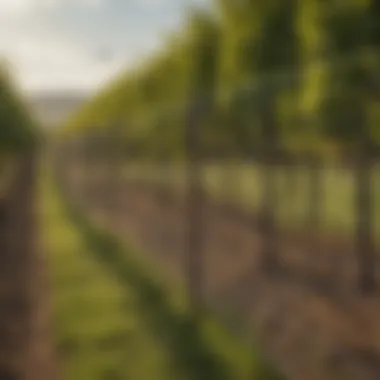 Installation of bird fencing nets in a vineyard setting