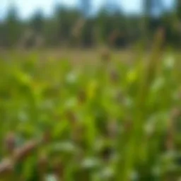 Broadleaf Weeds in Georgia: Identification, Management, and Impact Introduction