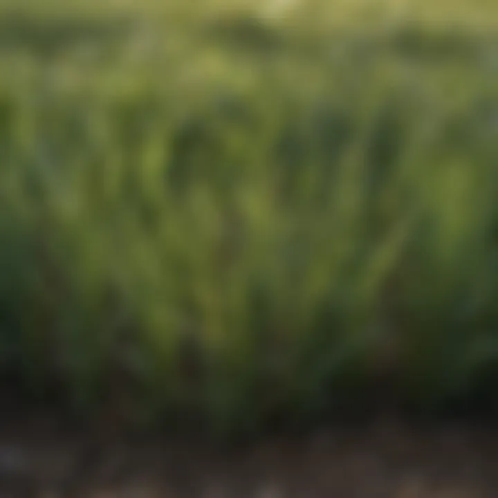 Close-up of winter grass sod