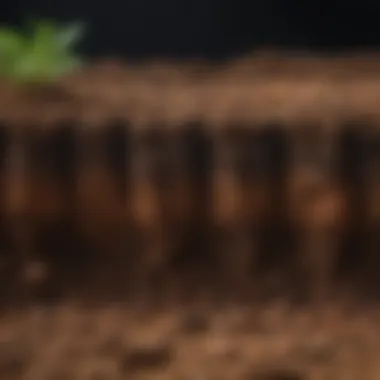 Rich Soil Layers Boosting Carbon Storage Illustration of soil layers rich in organic carbon