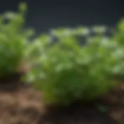 Vibrant chickweed plants illustrating their biological characteristics