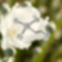 Chemical structure of Clearys 3336F