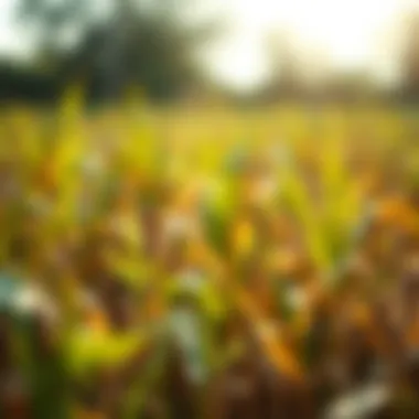 Impact of Fungal Infections on Crop Yield Fungal infection on crops