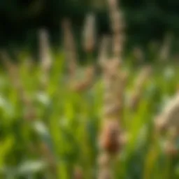 Common Bermuda Weeds: Identification and Management Strategies Introduction