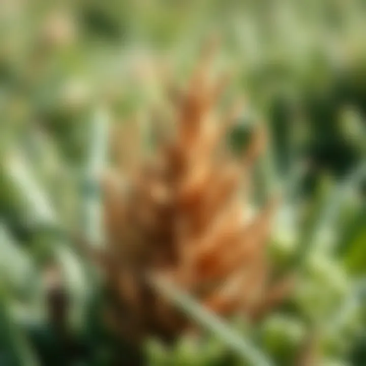 Notable Common Bermuda Weeds: Identification and Management Strategies