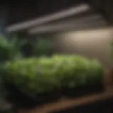 An array of full spectrum grow light strips illuminating a lush indoor garden