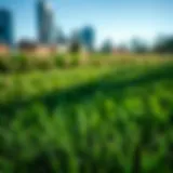 Comprehensive Disease Control for Lawns Introduction