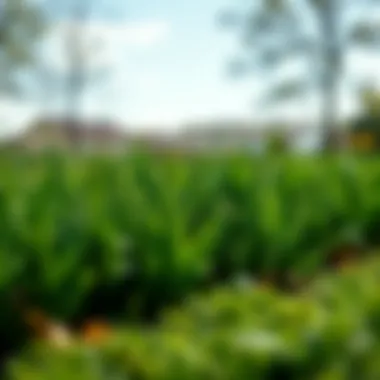 Comprehensive Disease Control for Lawns Summary