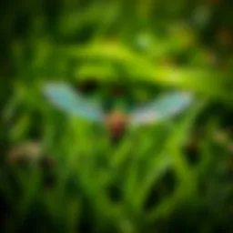 Comprehensive Guide to Lawn Insect Control Introduction